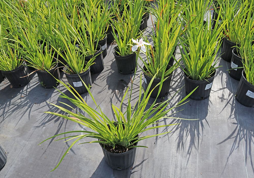 dietes-iridioides-african-iris-fortnight-lily