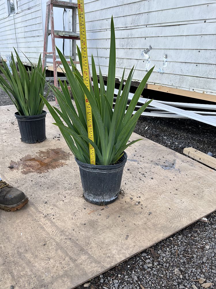 dietes-iridioides-african-iris-fortnight-lily