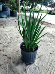 dietes-iridioides-african-iris-fortnight-lily