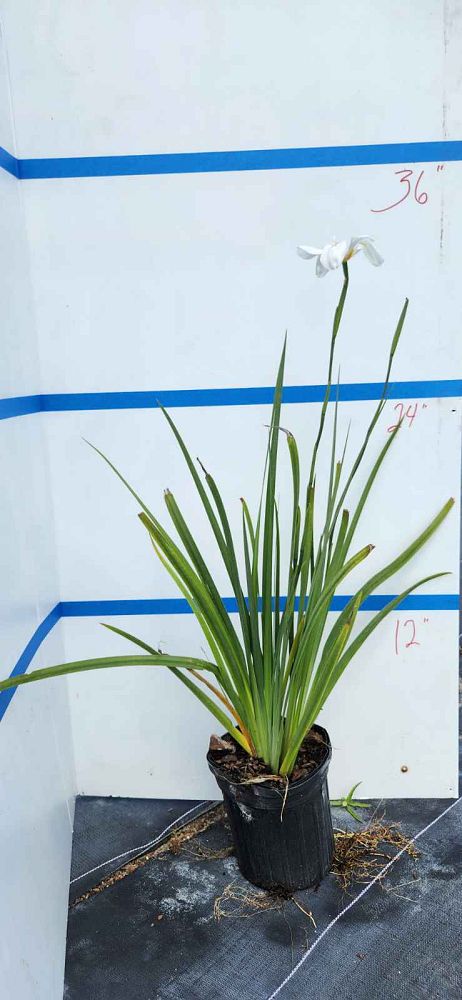 dietes-iridioides-african-iris-fortnight-lily