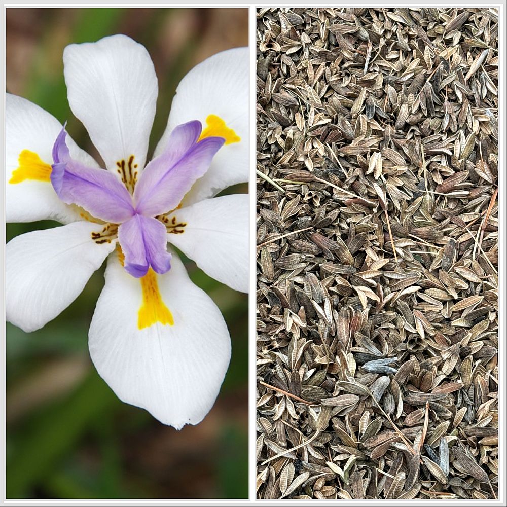 dietes-iridioides-african-iris-fortnight-lily