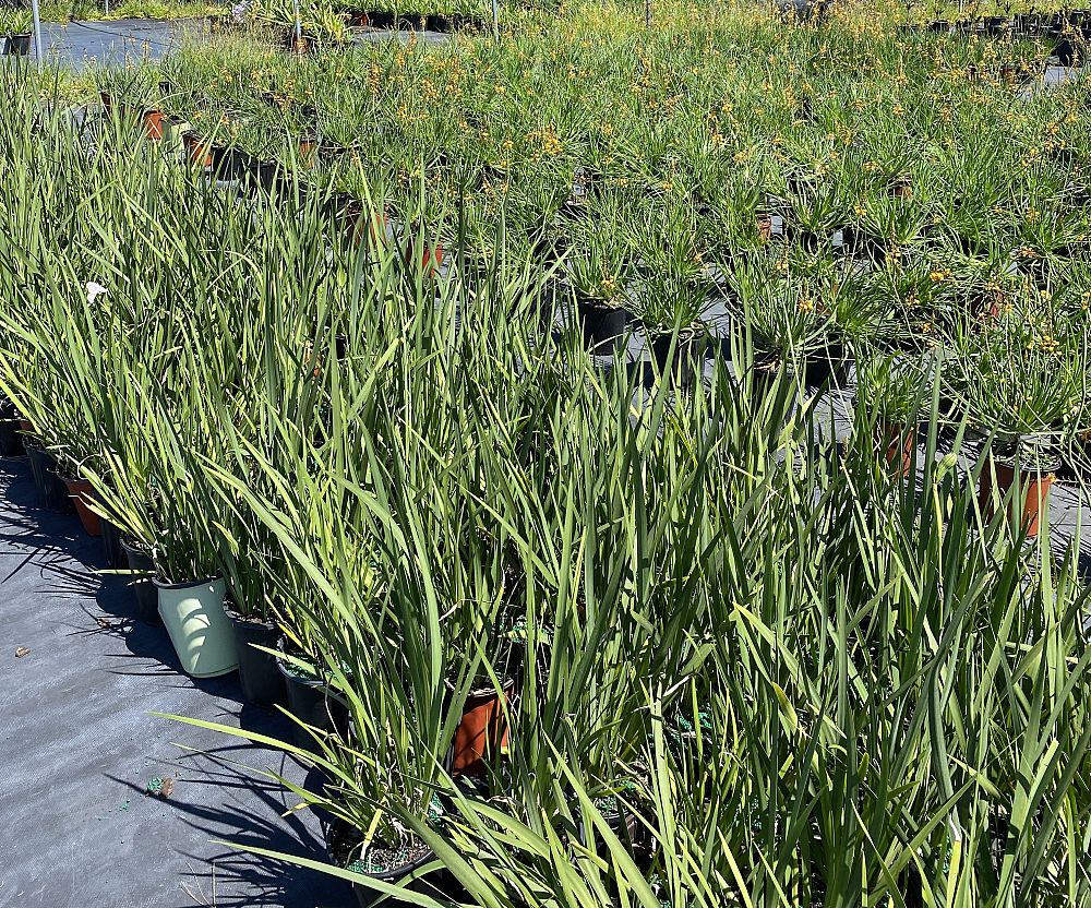 dietes-iridioides-african-iris-fortnight-lily