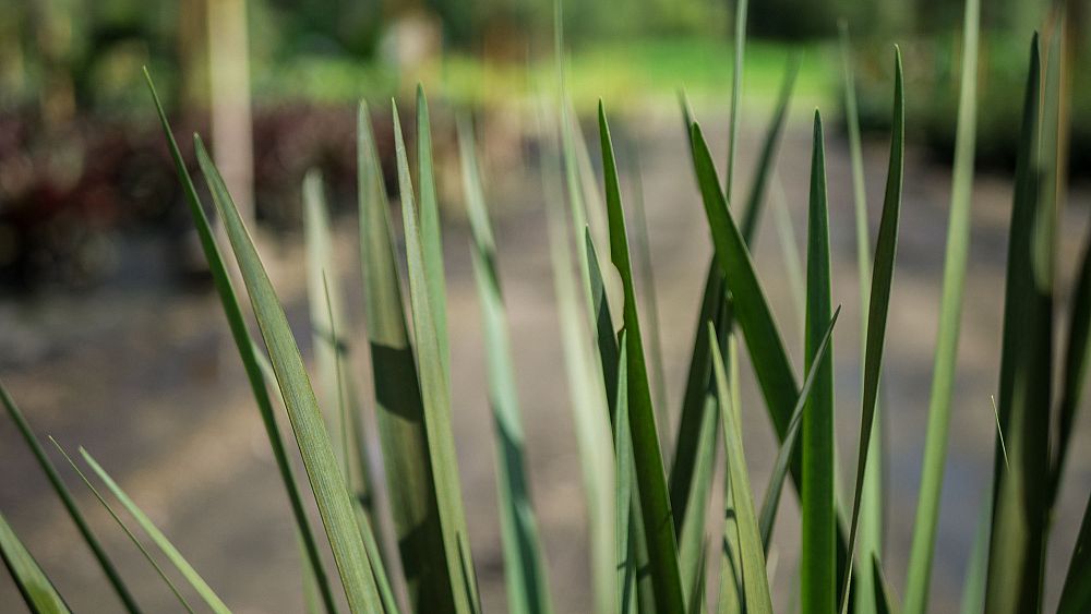 dietes-iridioides-tiny-dancer-cape-iris-dwarf-white-dietes-fortnight-lily-wild-iris