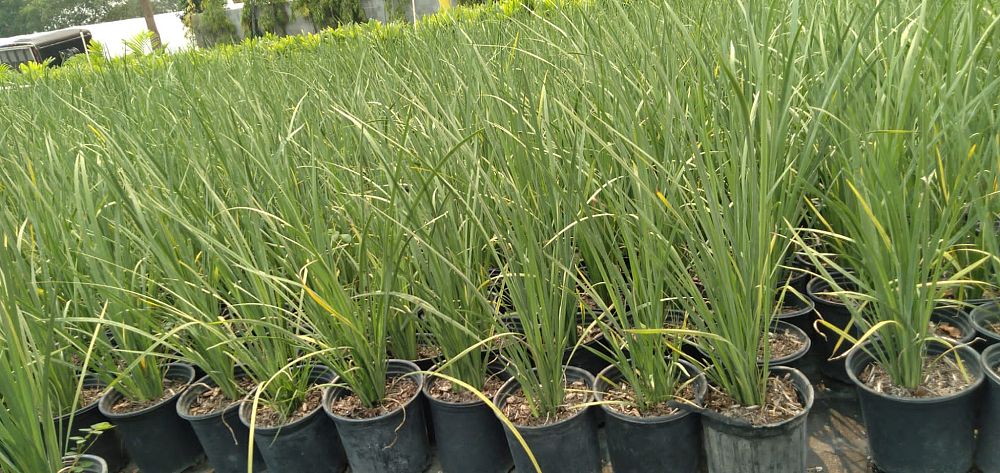 dietes-louisiana-captain-jeff-bowen-african-iris
