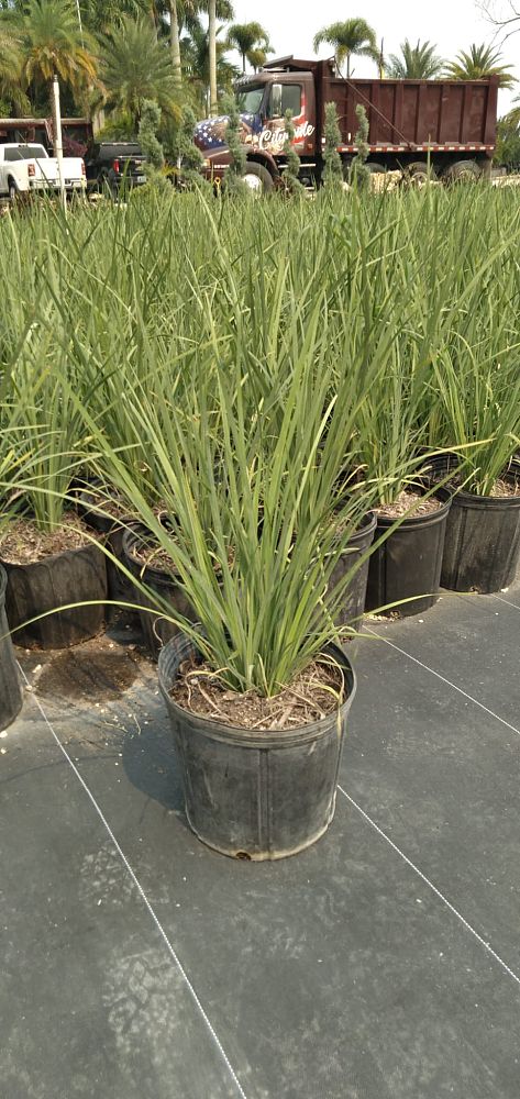 dietes-louisiana-captain-jeff-bowen-african-iris