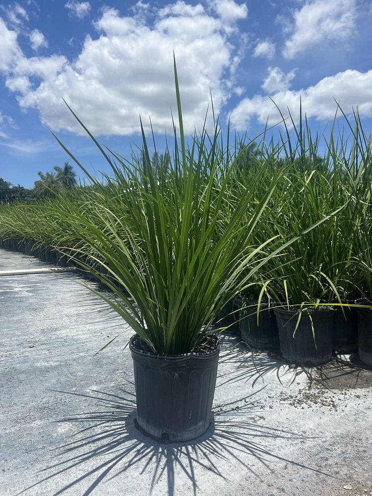 dietes-louisiana-captain-jeff-bowen-african-iris