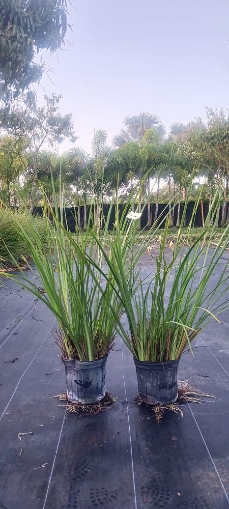 dietes-louisiana-captain-jeff-bowen-african-iris