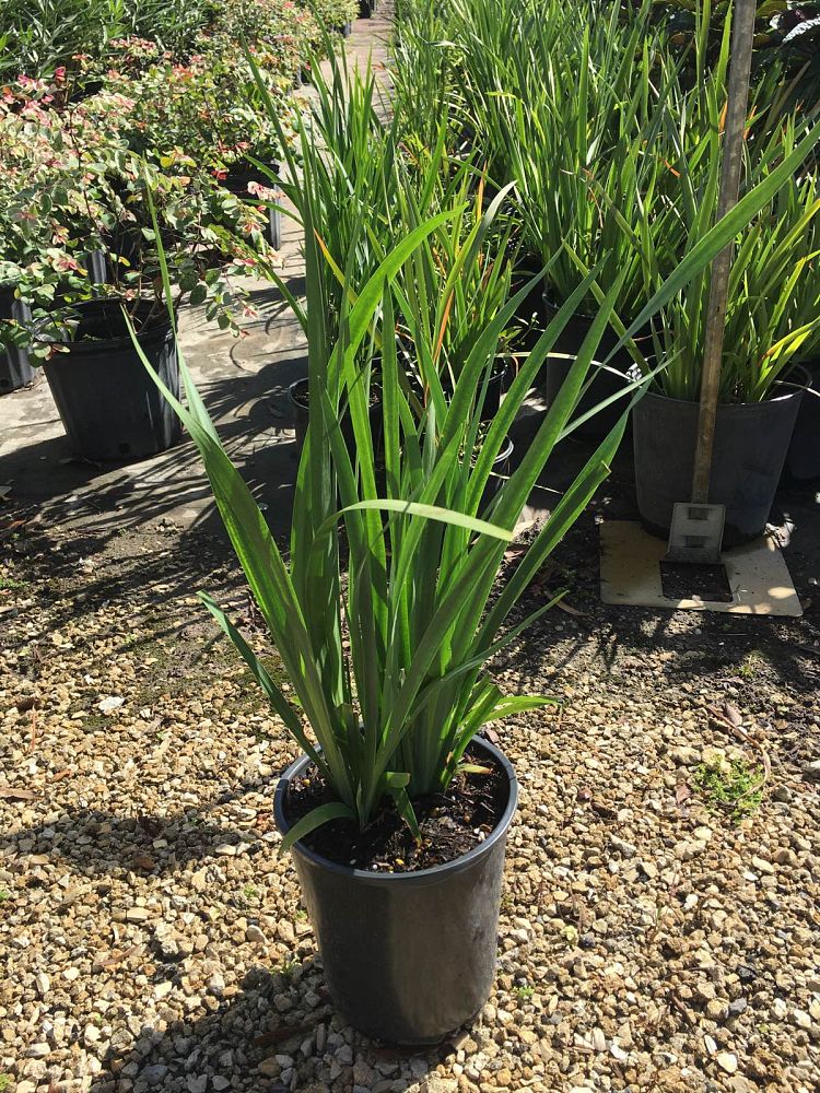 dietes-vegeta-white-african-iris-moraea-iridioides