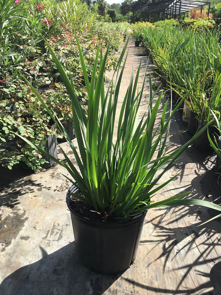 dietes-vegeta-white-african-iris-moraea-iridioides
