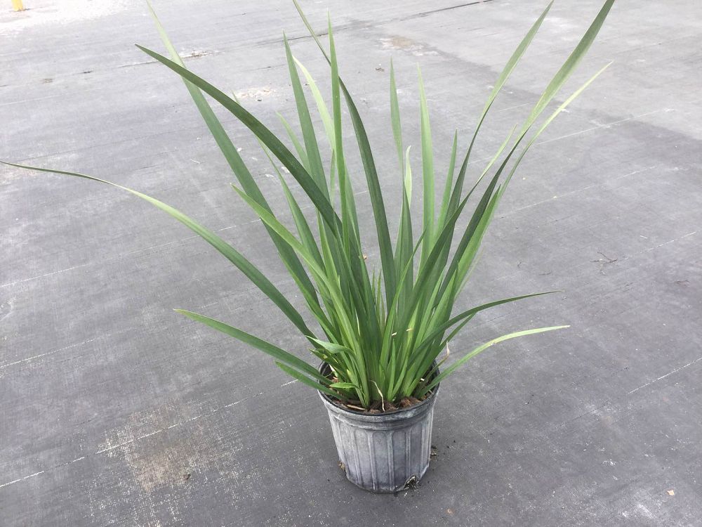 dietes-vegeta-white-african-iris-moraea-iridioides