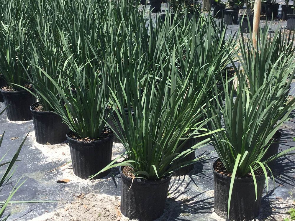 dietes-vegeta-white-african-iris-moraea-iridioides