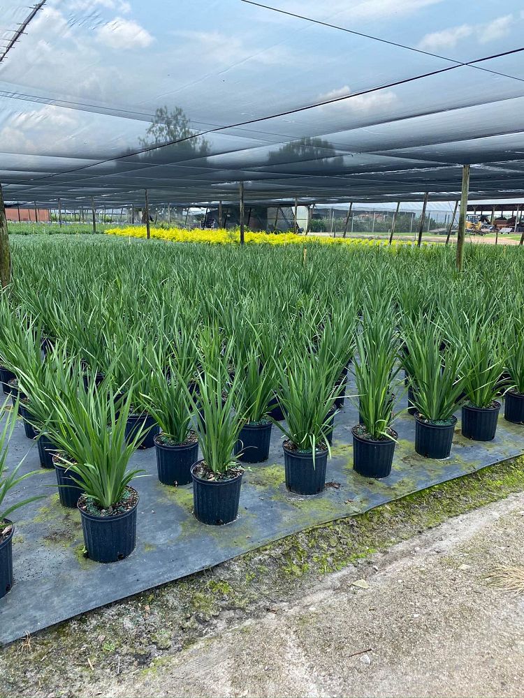 dietes-vegeta-white-african-iris-moraea-iridioides