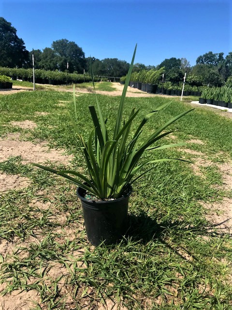 dietes-vegeta-white-african-iris-moraea-iridioides
