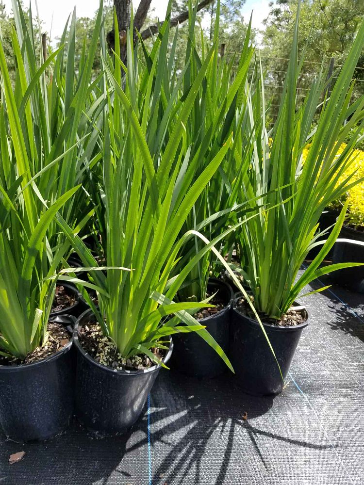 dietes-vegeta-white-african-iris-moraea-iridioides