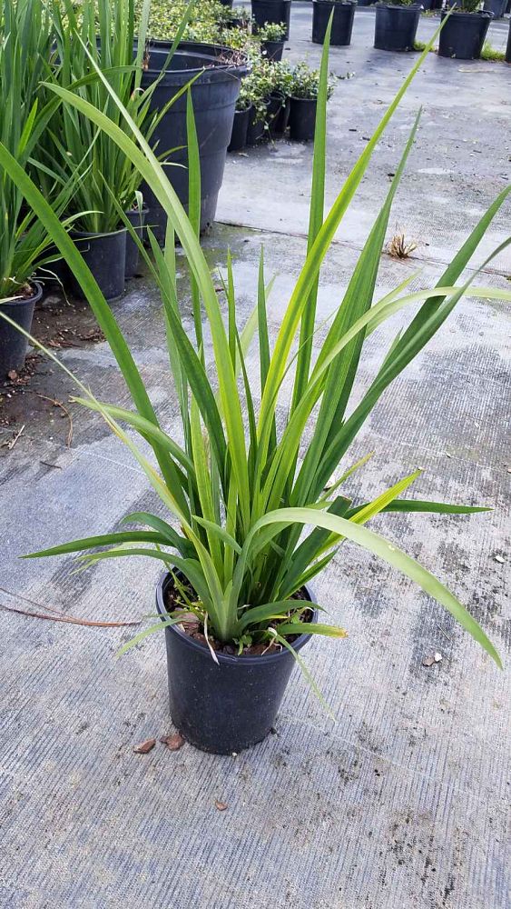 dietes-vegeta-white-african-iris-moraea-iridioides