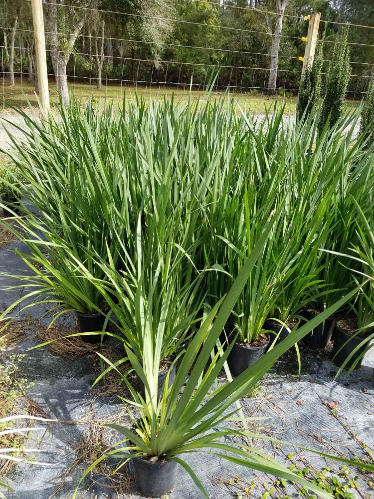 dietes-vegeta-white-african-iris-moraea-iridioides