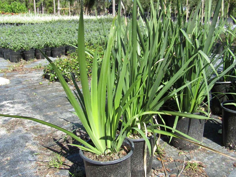 dietes-vegeta-white-african-iris-moraea-iridioides