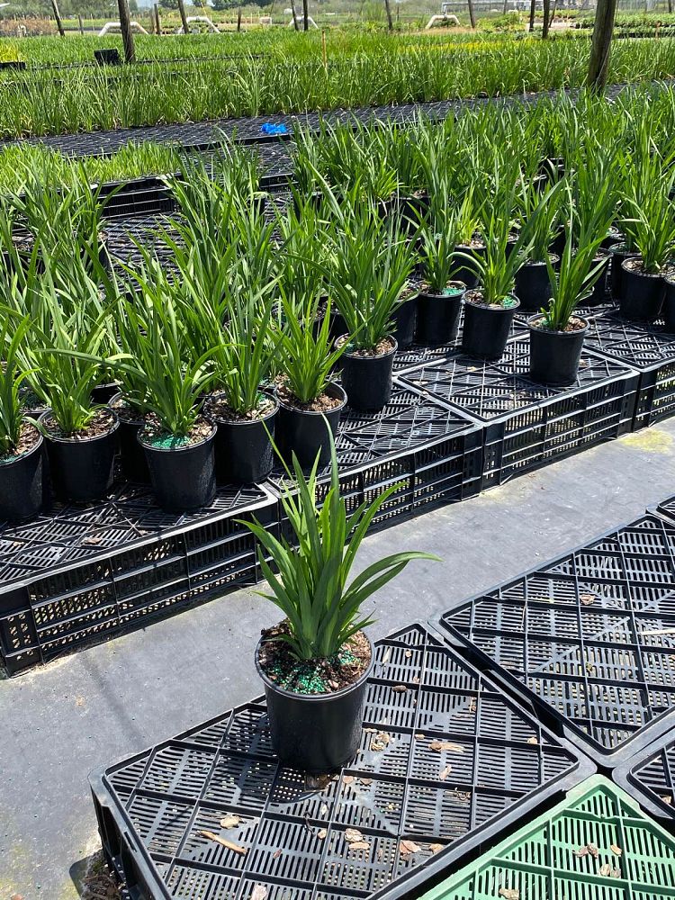 dietes-vegeta-white-african-iris-moraea-iridioides