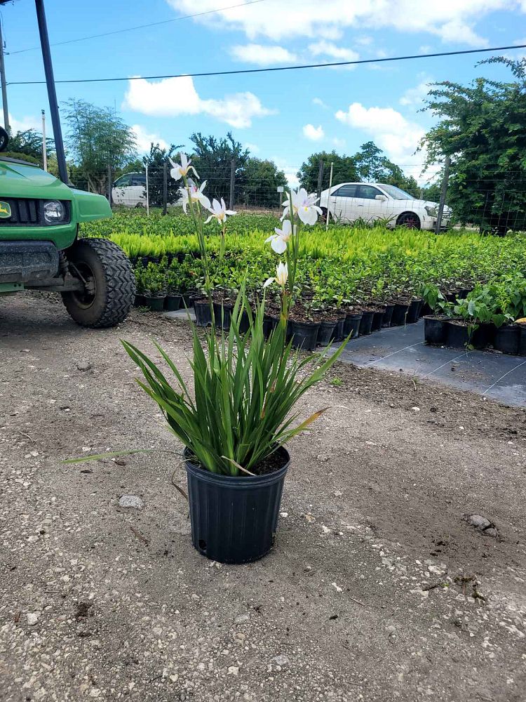 dietes-vegeta-white-african-iris-moraea-iridioides