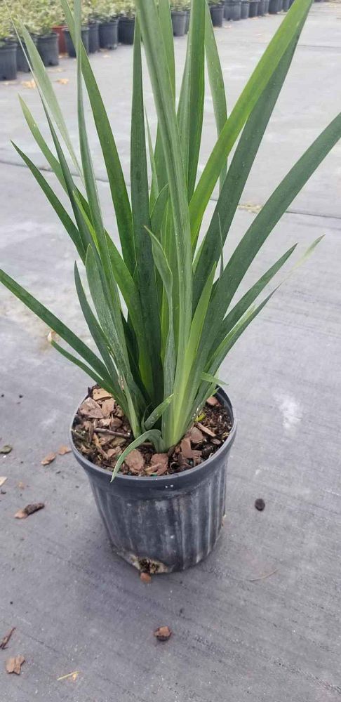 dietes-vegeta-white-african-iris-moraea-iridioides