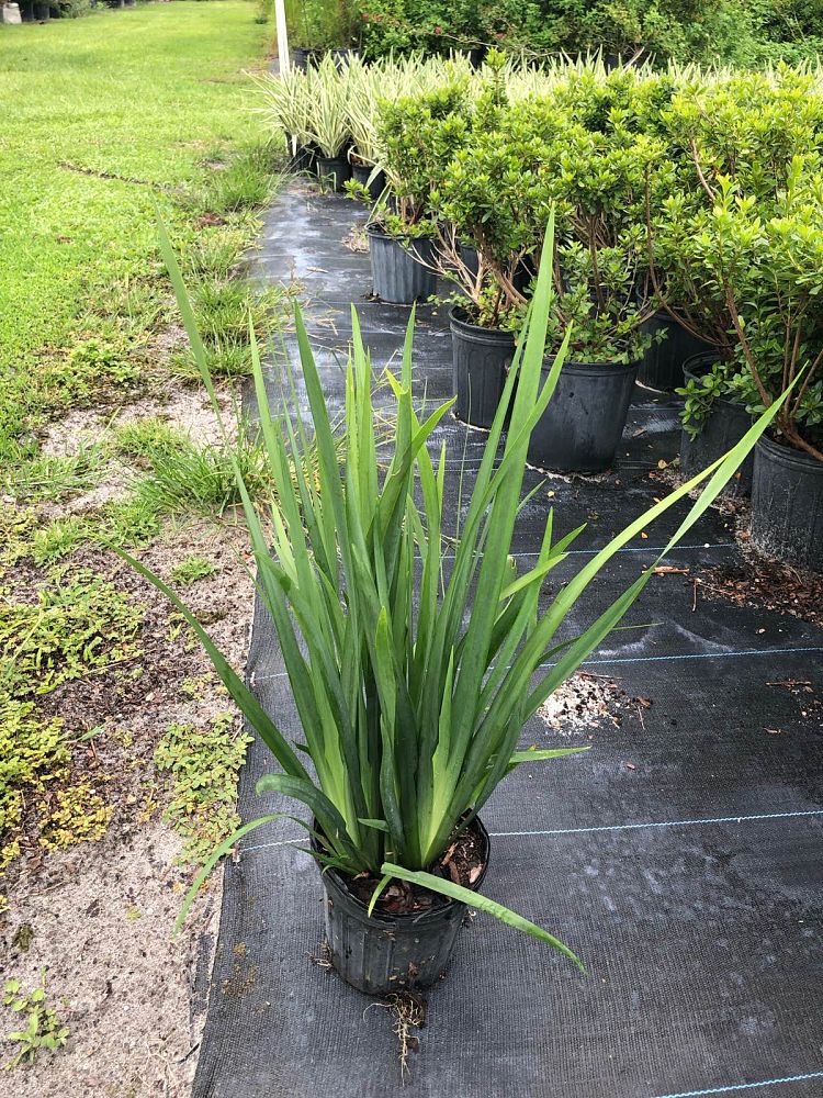 dietes-vegeta-white-african-iris-moraea-iridioides
