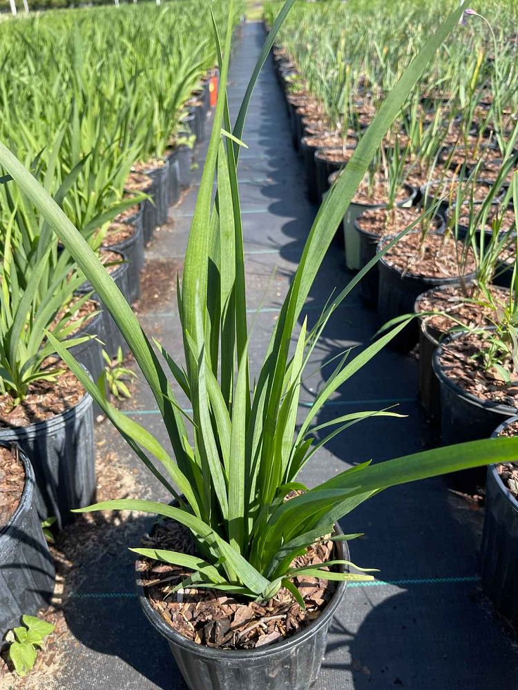 dietes-vegeta-white-african-iris-moraea-iridioides