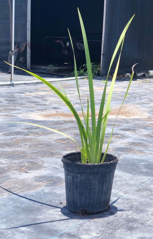 dietes-vegeta-white-african-iris-moraea-iridioides