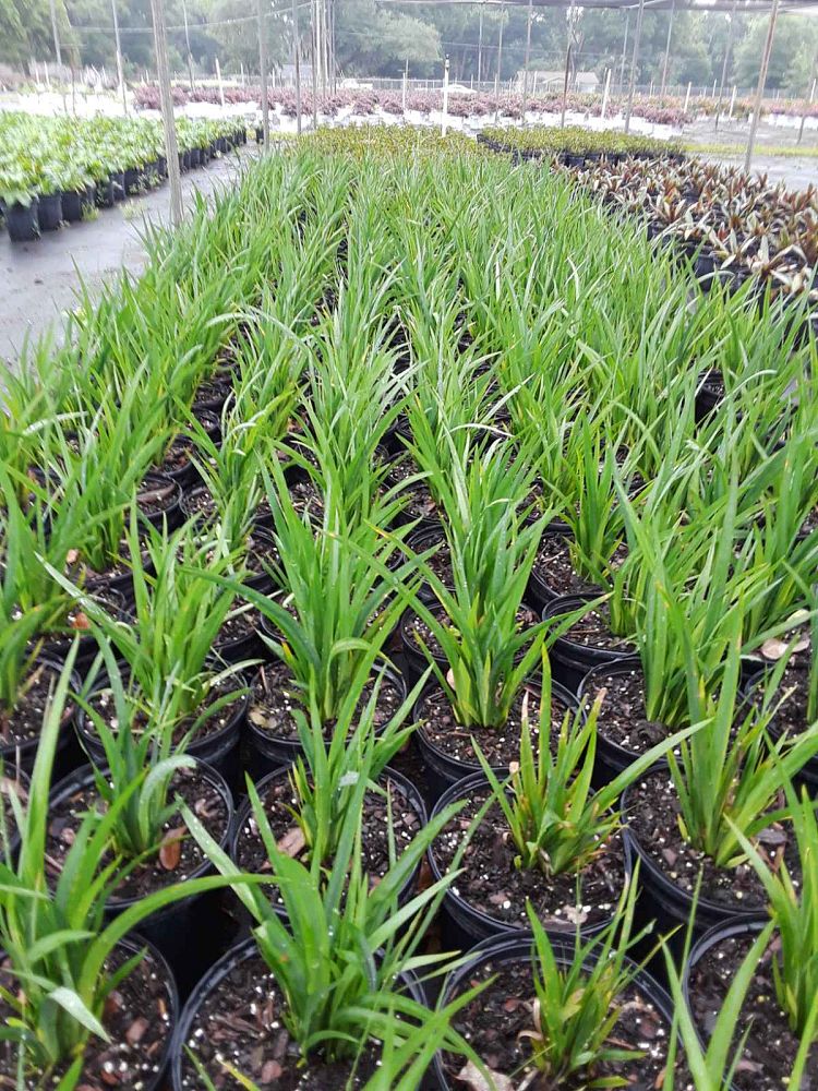 dietes-vegeta-white-african-iris-moraea-iridioides