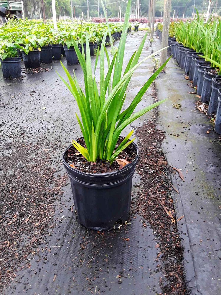 dietes-vegeta-white-african-iris-moraea-iridioides