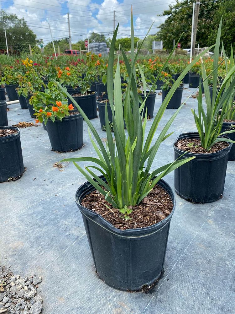 dietes-vegeta-white-african-iris-moraea-iridioides
