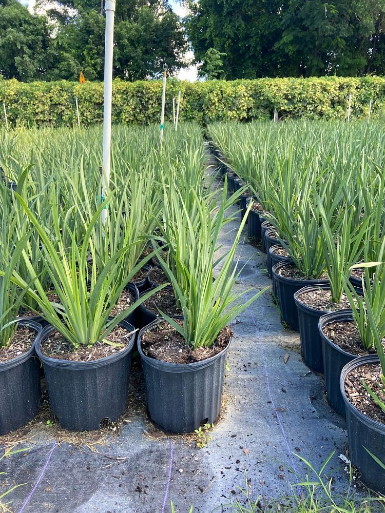 dietes-vegeta-white-african-iris-moraea-iridioides