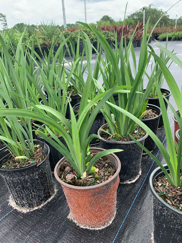 dietes-vegeta-white-african-iris-moraea-iridioides