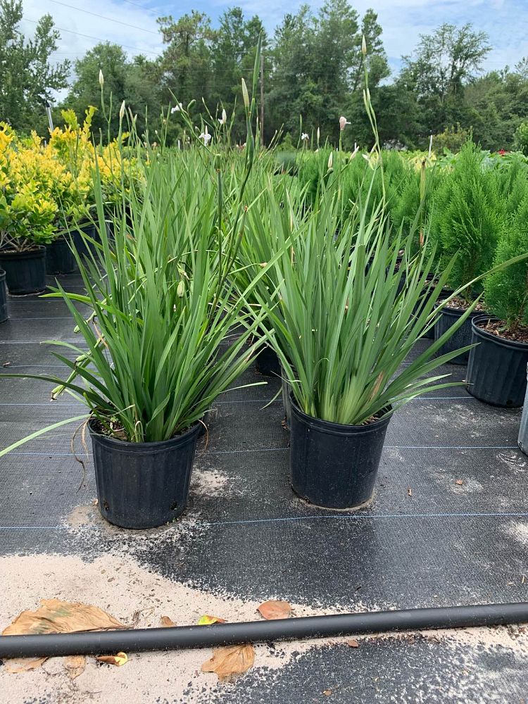 dietes-vegeta-white-african-iris-moraea-iridioides
