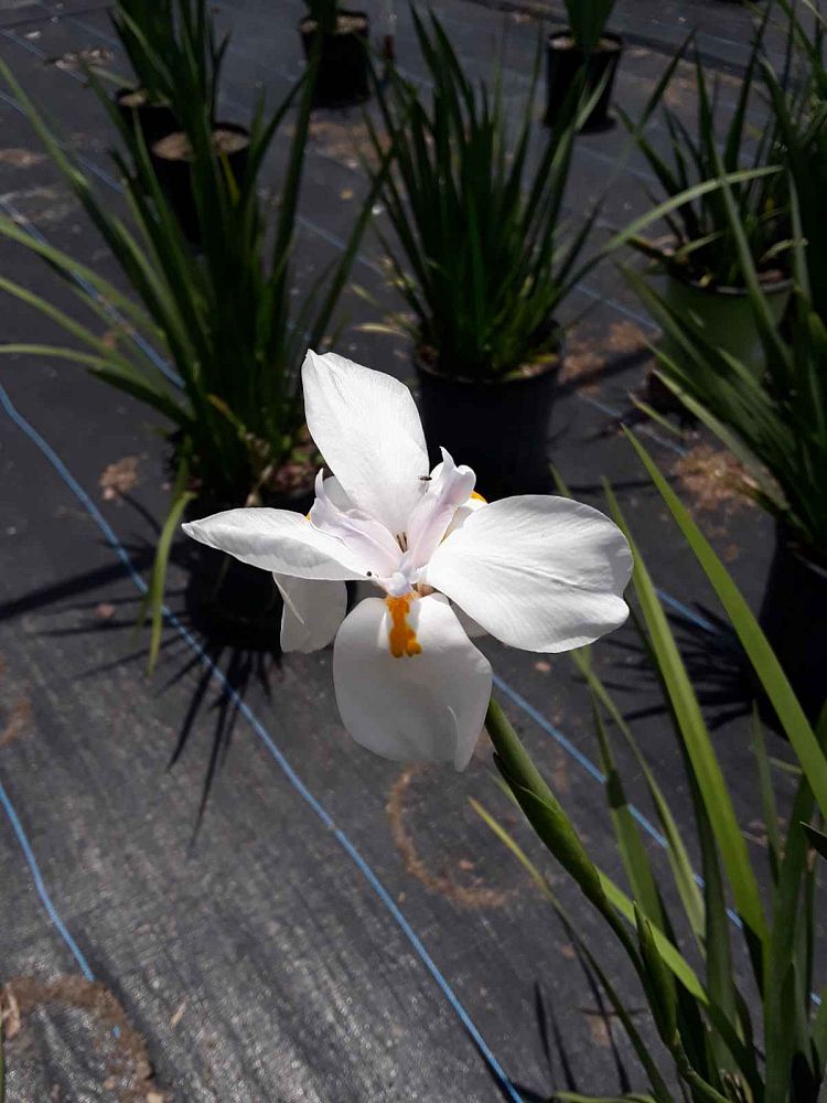 dietes-vegeta-white-african-iris-moraea-iridioides