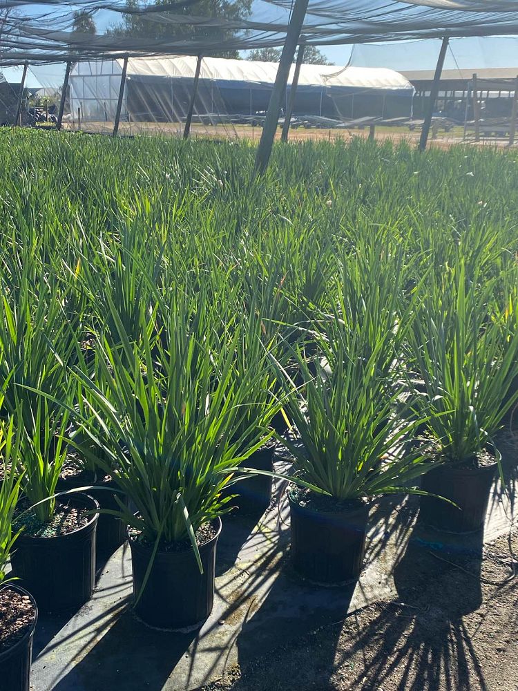 dietes-vegeta-white-african-iris-moraea-iridioides
