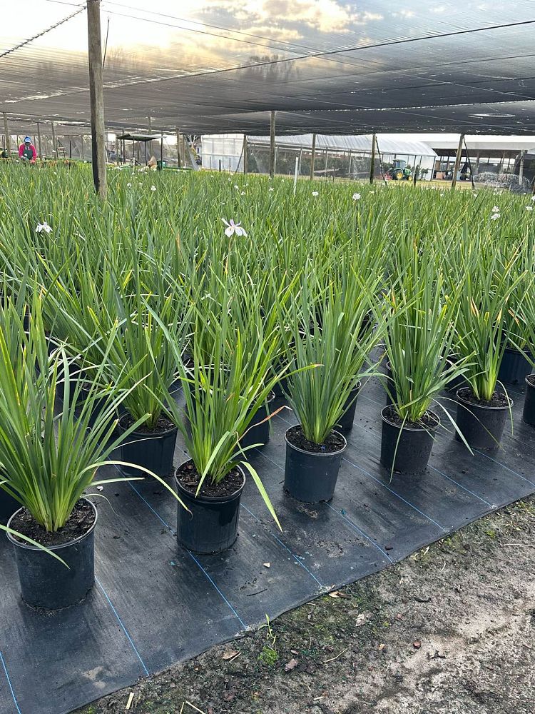 dietes-vegeta-white-african-iris-moraea-iridioides