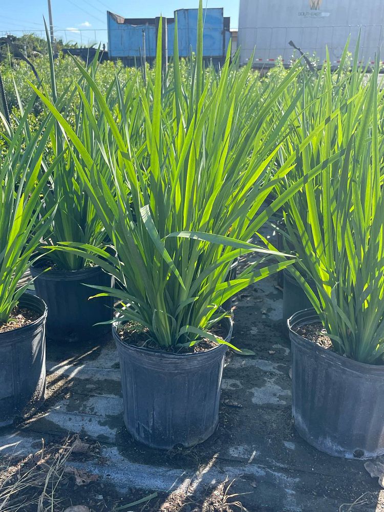 dietes-vegeta-white-african-iris-moraea-iridioides