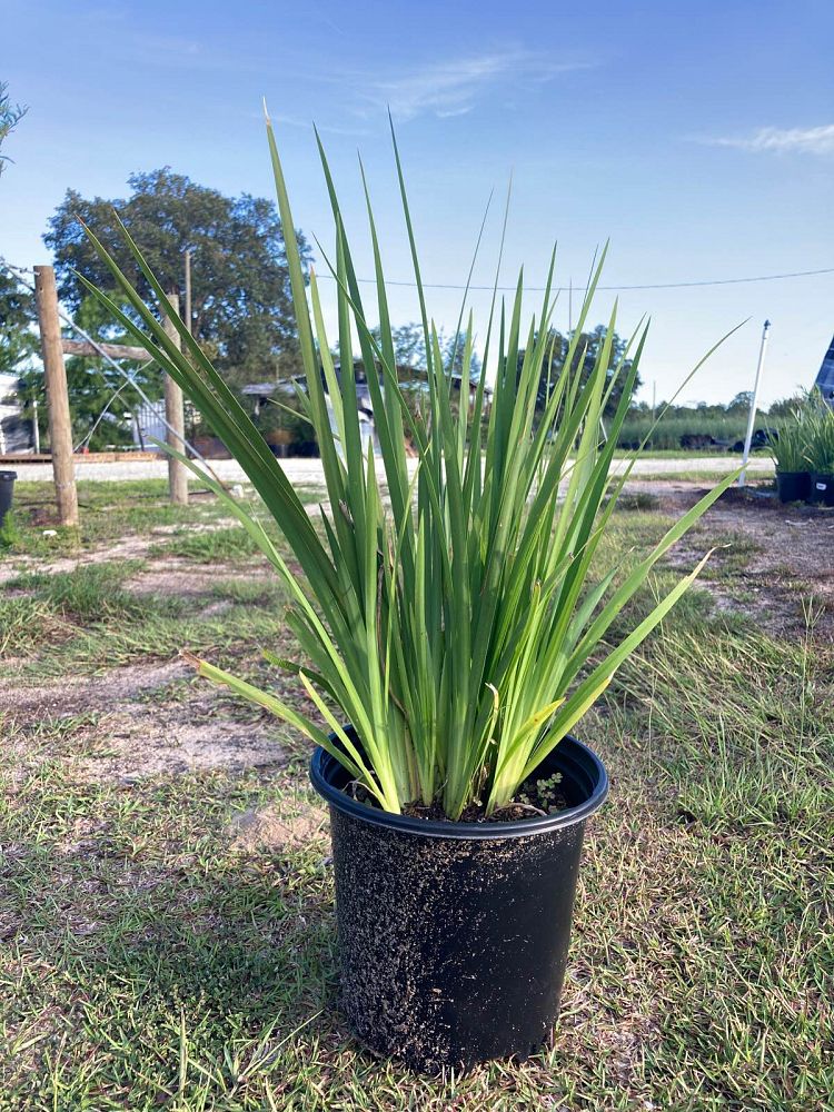 dietes-vegeta-white-african-iris-moraea-iridioides