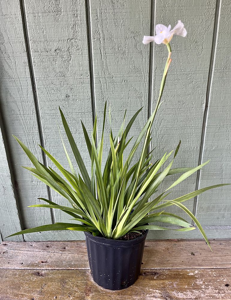 dietes-vegeta-white-african-iris-moraea-iridioides