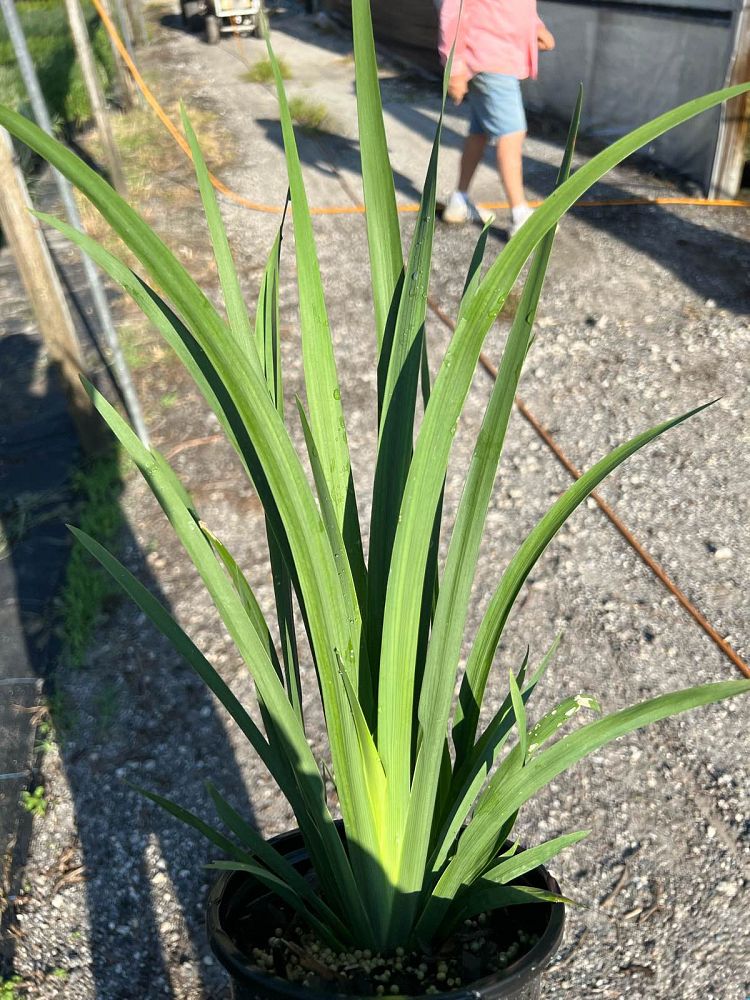 dietes-vegeta-white-african-iris-moraea-iridioides