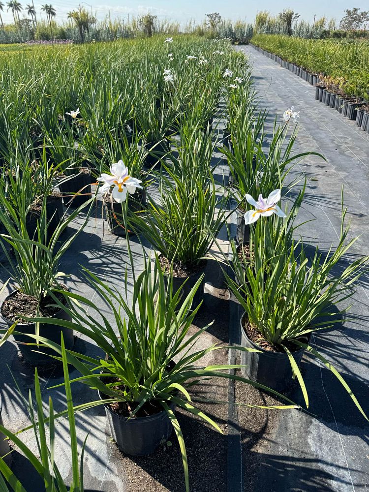 dietes-vegeta-white-african-iris-moraea-iridioides