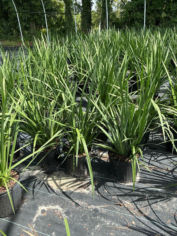 dietes-vegeta-white-african-iris-moraea-iridioides
