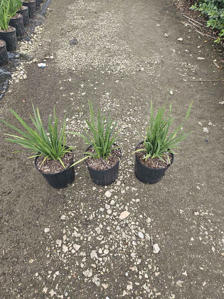 dietes-vegeta-white-african-iris-moraea-iridioides