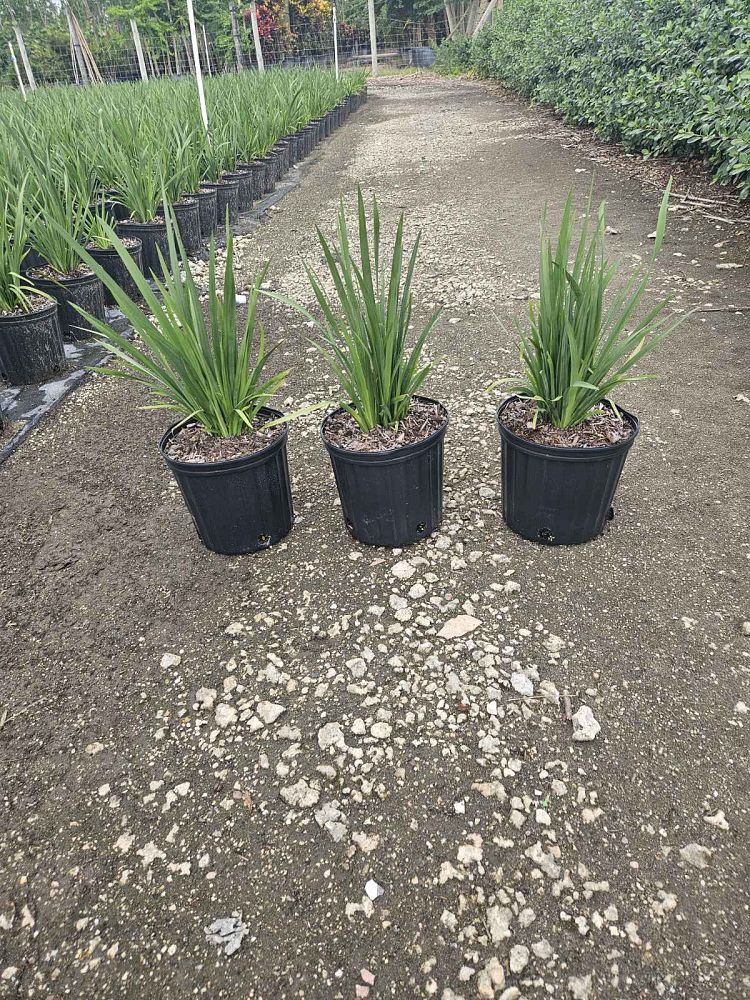 dietes-vegeta-white-african-iris-moraea-iridioides
