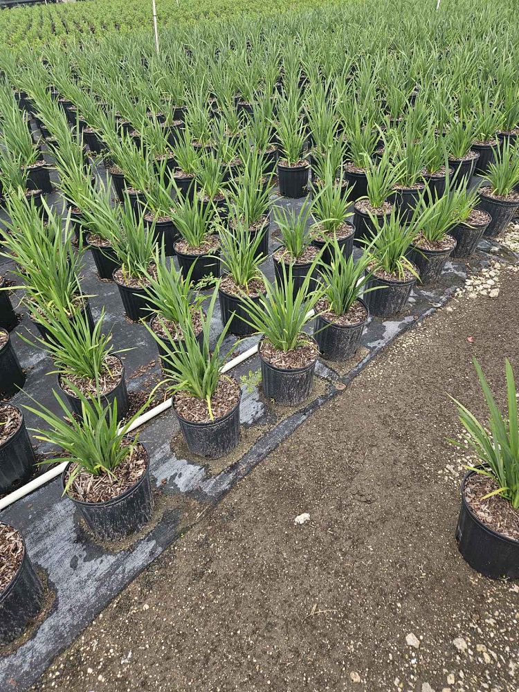 dietes-vegeta-white-african-iris-moraea-iridioides