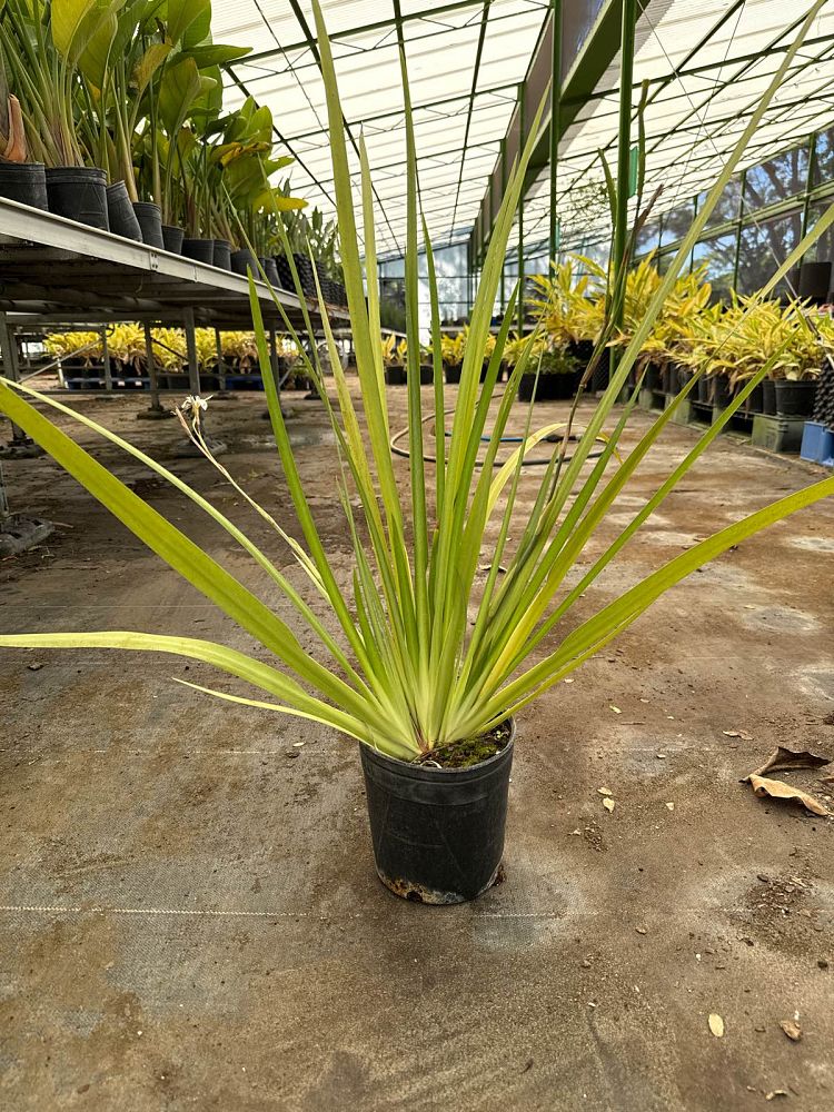 dietes-vegeta-white-african-iris-moraea-iridioides