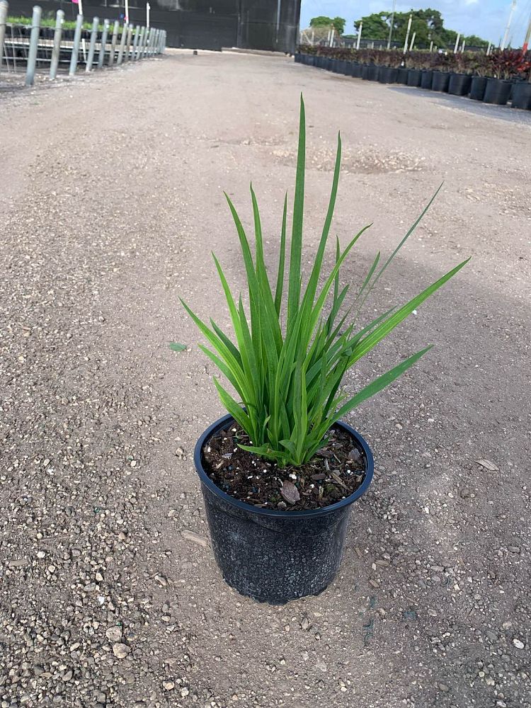 dietes-vegeta-white-african-iris-moraea-iridioides