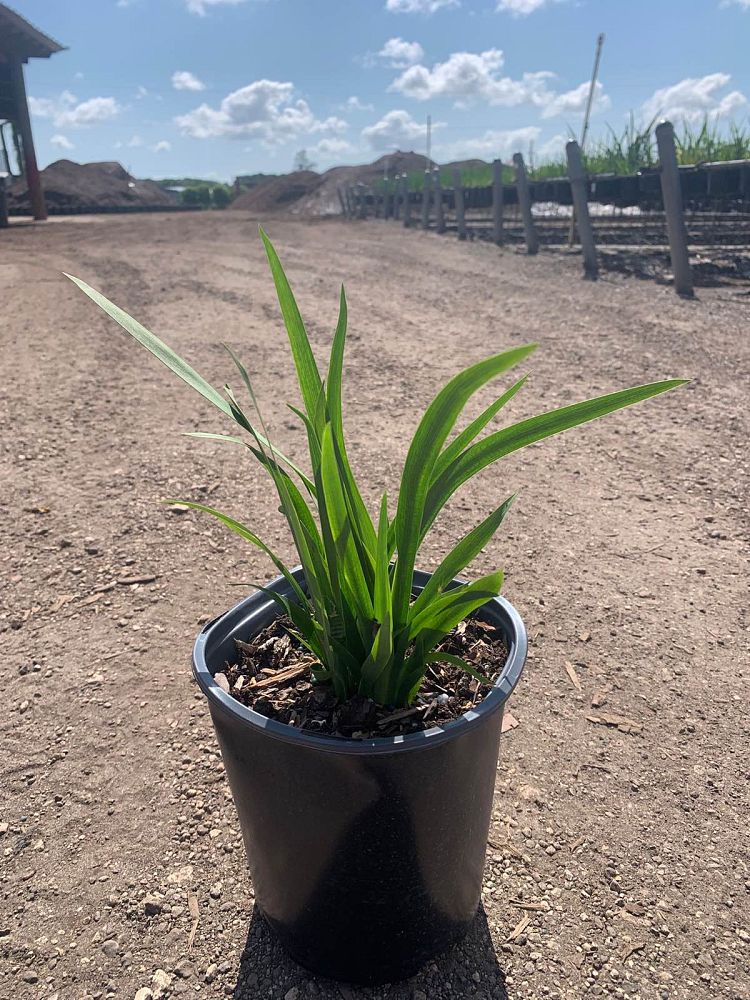 dietes-vegeta-white-african-iris-moraea-iridioides