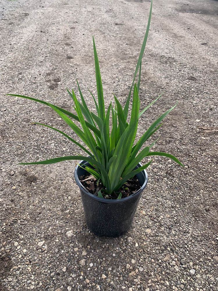 dietes-vegeta-white-african-iris-moraea-iridioides