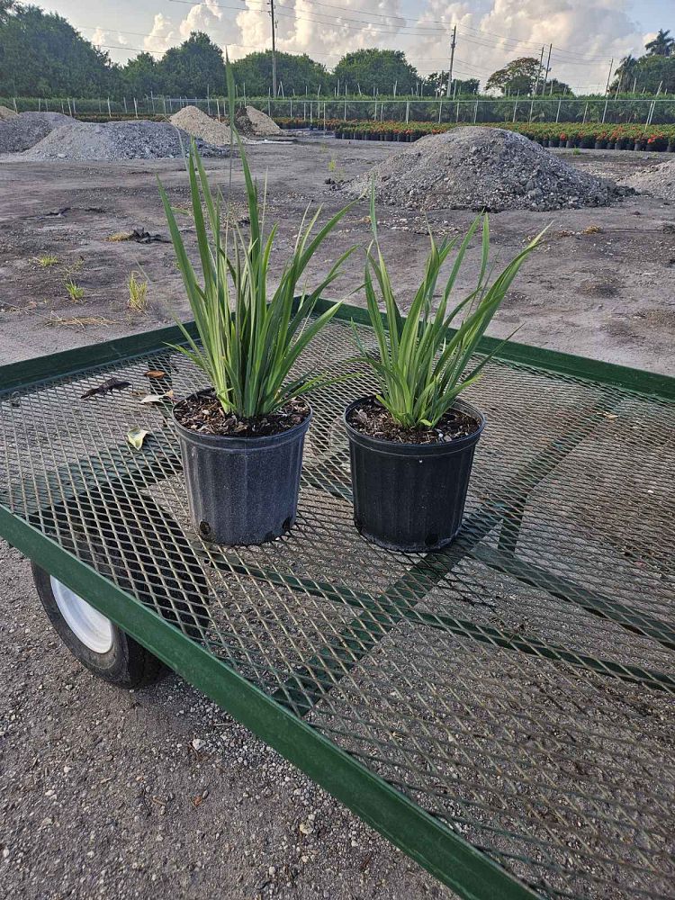 dietes-vegeta-white-african-iris-moraea-iridioides
